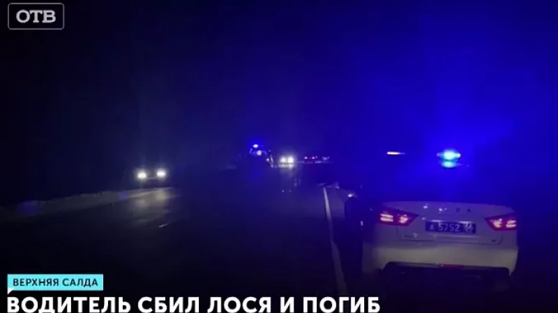 Водитель сбил лося и погиб