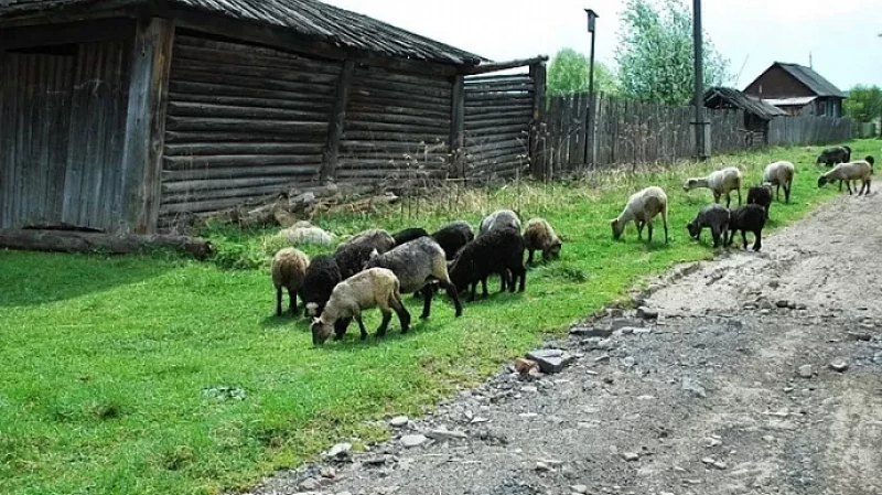 В Нижнем Тагиле будут судить мужчину за похищение 63 баранов