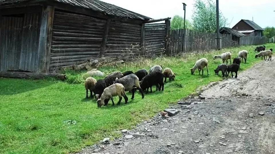 В Нижнем Тагиле будут судить мужчину за похищение 63 баранов