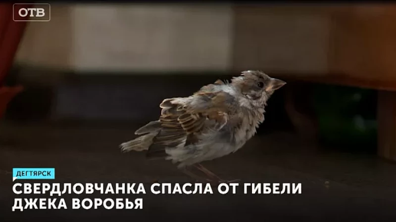 Свердловчанка спасла от гибели Джека Воробья