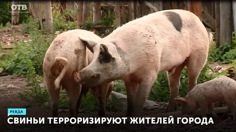 Свиньи терроризируют жителей города