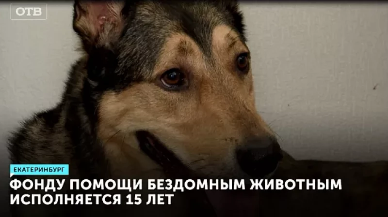 Фонду помощи бездомным животным Екатеринбурга исполняется 15 лет
