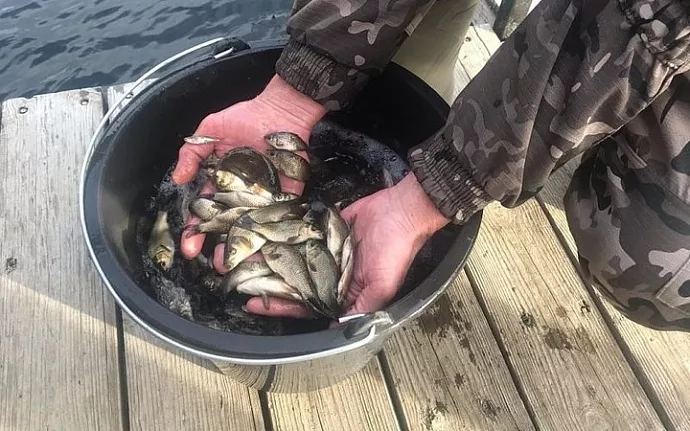 В Волчихинское водохранилище выпустили мальков сазана