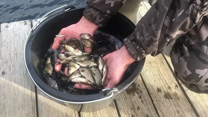 В Волчихинское водохранилище выпустили мальков сазана