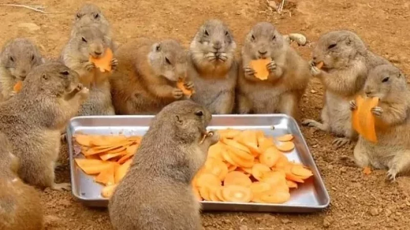 Екатеринбургский зоопарк готов помочь садоводам