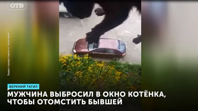 Мужчина выбросил в окно котёнка, чтобы отомстить бывшей