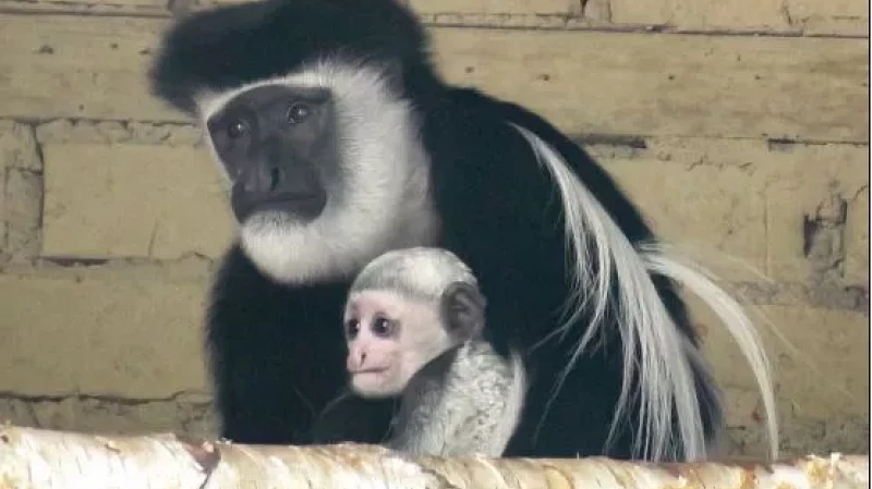 На 2-х месячного малыша колобуса можно посмотреть в екатеринбургском зоопарке