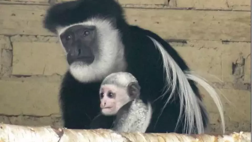 На 2-х месячного малыша колобуса можно посмотреть в екатеринбургском зоопарке