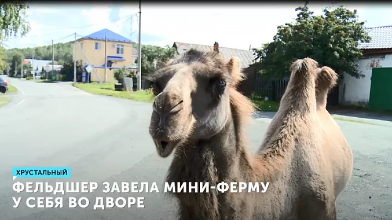 Фельдшер завела мини-ферму у себя во дворе