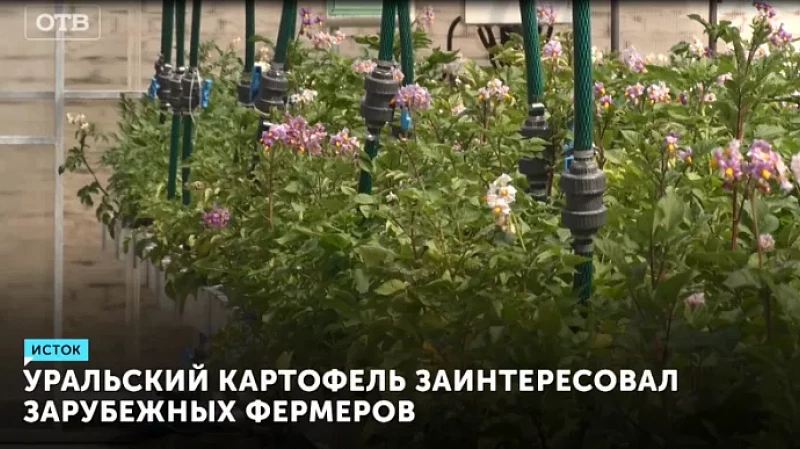 Уральский картофель заинтересовал зарубежных фермеров