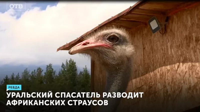Уральский спасатель разводит африканских страусов