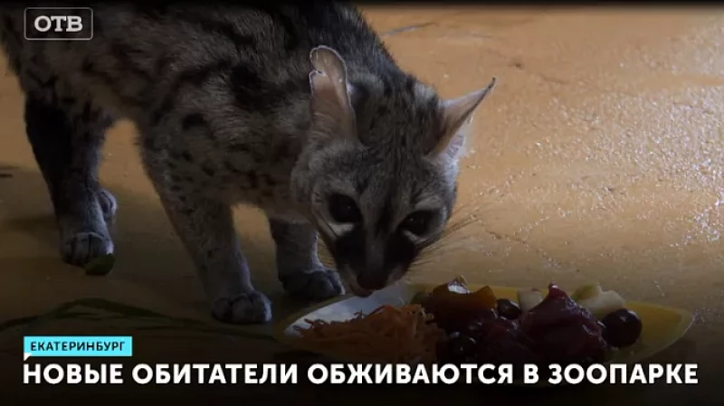 Новые обитатели обживаются в зоопарке
