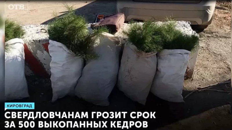 Свердловчанам грозит срок за 500 выкопанных кедров