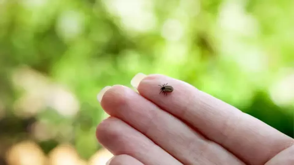 Больше 21 тысячи свердловчан покусали клещи с начала сезона