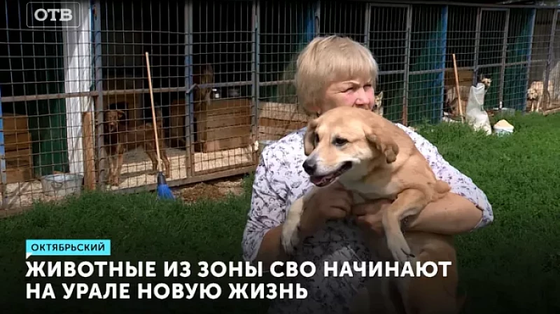 Животные из зоны СВО начинают на Урале новую жизнь