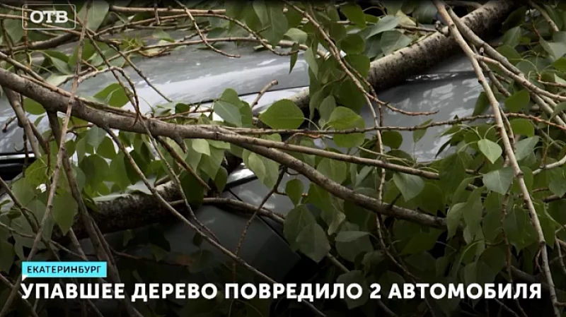 Упавшее дерево повредило 2 автомобиля