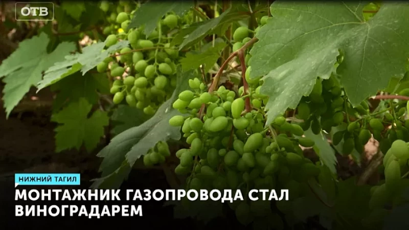 Монтажник газопровода стал виноградарем