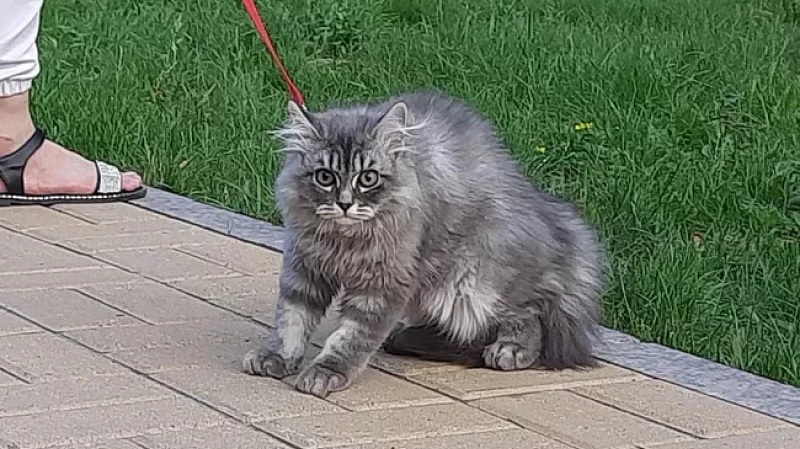 Питомец: имущество или живое существо?