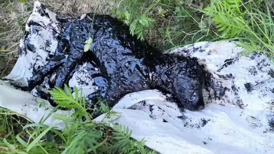 В Тавде волонтёры спасли щенка, который захлебывался гудроном