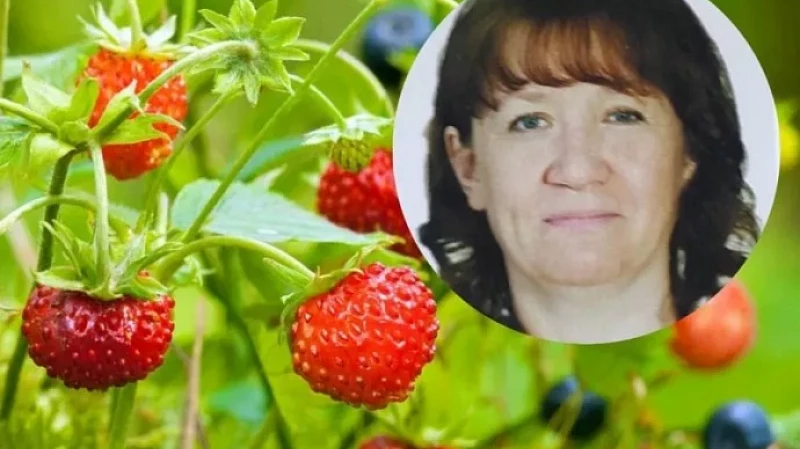 Полиция разыскивает женщину, которая пропала в лесу при сборе ягод