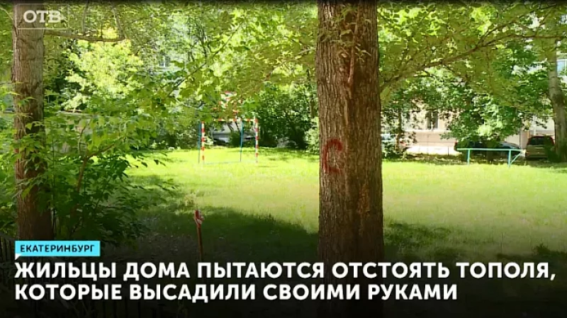 Жильцы дома пытаются отстоять старые тополя, которые высадили своими руками