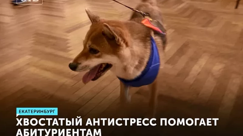 Хвостатый антистресс помогает абитуриентам