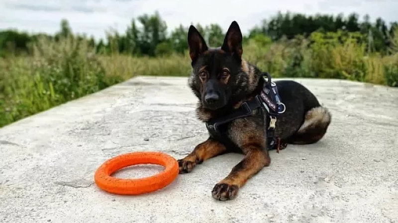 В кинологическом центре при ГУ МВД России по Свердловской области несут службу  около 400 собак