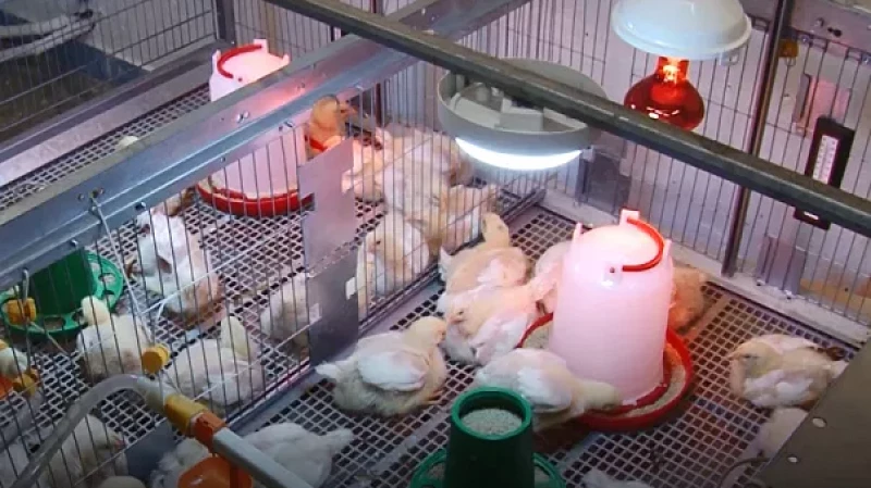 Юные фермеры выращивают цыплят в свердловских агроклассах