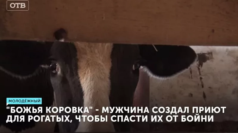 «Божья коровка»: мужчина создал приют для рогатых, чтобы спасти их от бойни