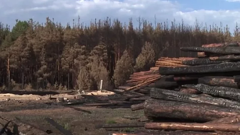 Родственники управляющего пилорамы в Сосьве настаивают на невиновности бизнесмена в крупном пожаре
