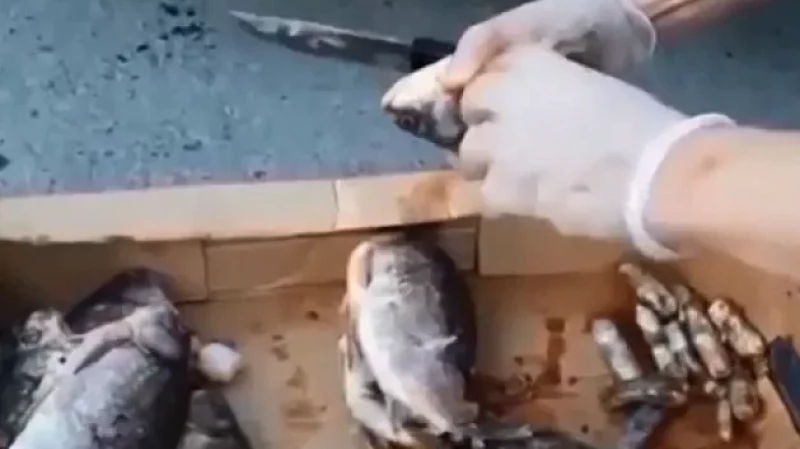 70-летняя женщина нафаршировала карасей наркотиками