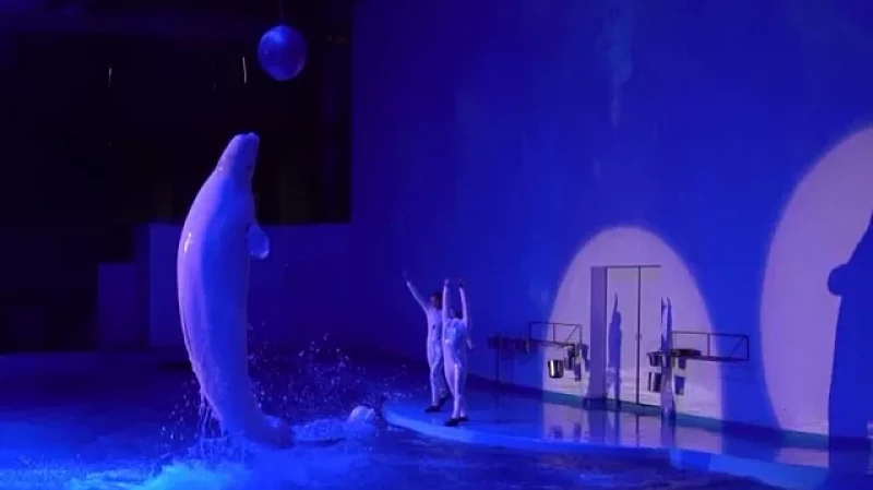 «Тружусь и горжусь». Профессия - тренер океанариума