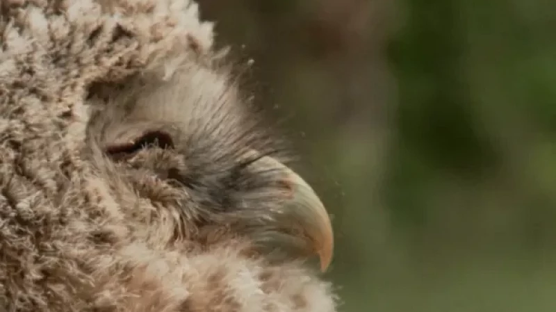 Орнитологи призывают уральцев не забирать из леса птенцов-слётков