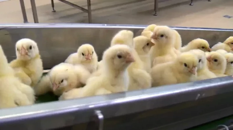 Свердловские школьники в агроклассах научатся выращивать цыплят