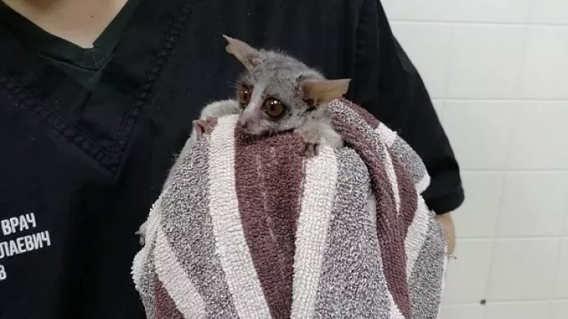 Ветеринар вылечил перелом бедренной кости у 130-граммового лемура