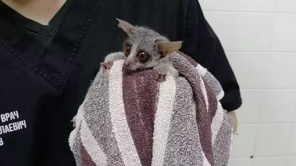 Ветеринар вылечил перелом бедренной кости у 130-граммового лемура
