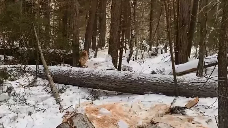 Уральца оштрафовали почти на 500 000 рублей за незаконную рубку деревьев