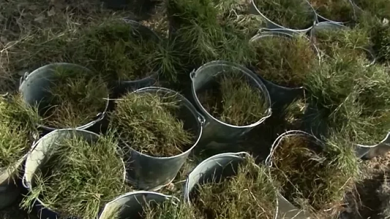 14 000 новых деревьев высадили в Берёзовском