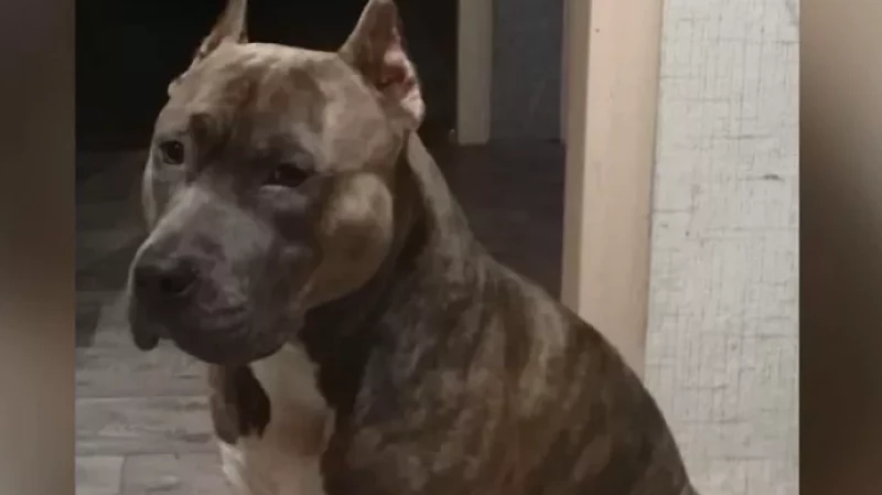 Хозяйка собаки через суд требует у зоозащитников вернуть пса