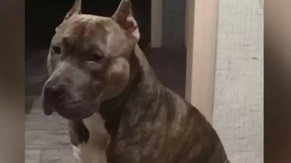 Хозяйка собаки через суд требует у зоозащитников вернуть пса