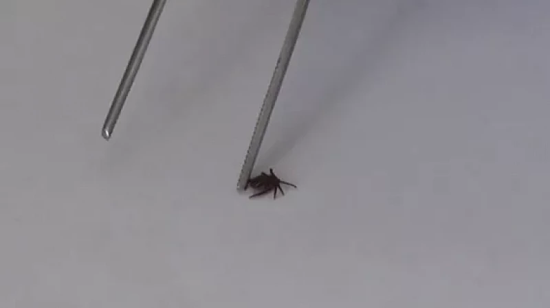 С начала сезона около 10 000 свердловчан обратились за помощью после укуса кровососа