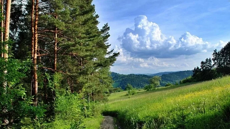 Арендаторы ответственны за профилактику и ликвидацию лесных пожаров на своих участках