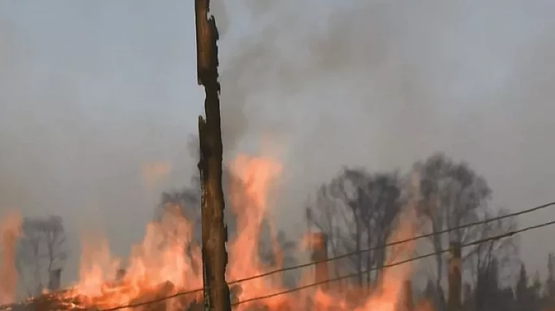 Прокуратура обнаружила нарушения в деятельности 10 из 11 проверенных лесопилок
