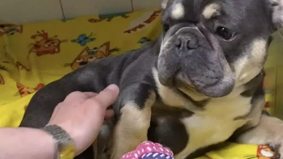 Хозяин избил щенка за то, что тот убежал от него на утренней прогулке