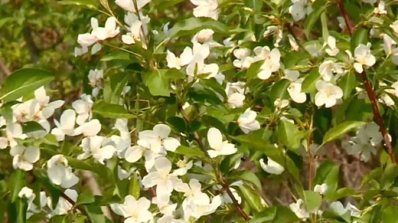 В Екатеринбурге высадят более трёх тысяч новых деревьев и кустарников