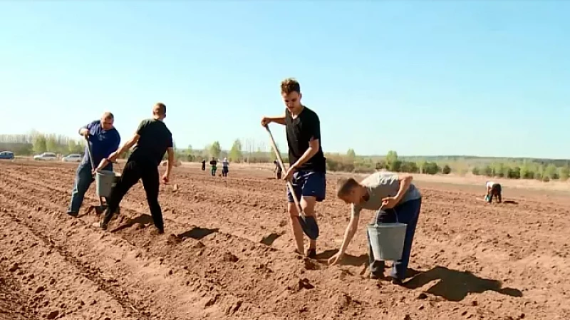 170 семей посадили картофель на бесплатных участках
