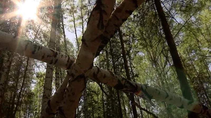 В лесополосе нашли повешенными на дереве мужчину и женщину