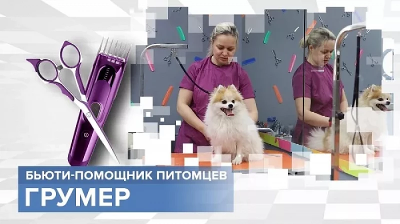 «Тружусь и горжусь». Профессия - грумер