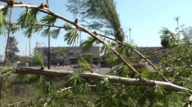 Около 400 деревьев и кустарников высадили в Парке культуры и отдыха Богдановича