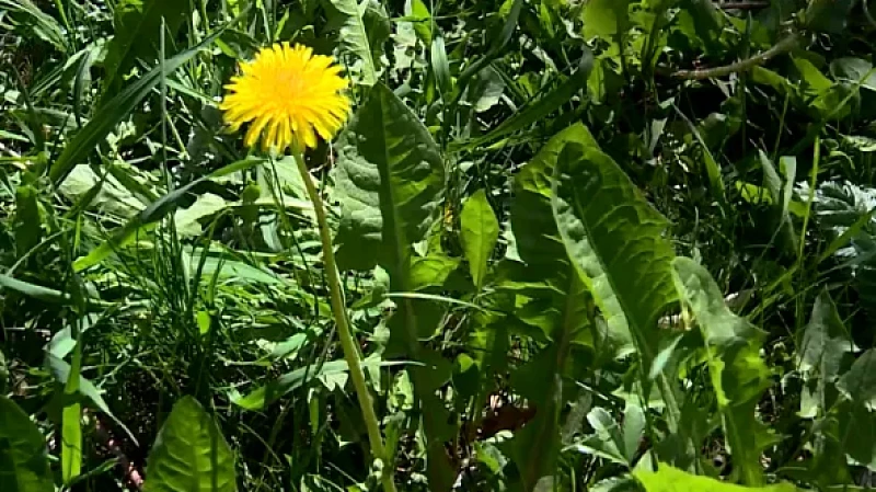 Зоопарк объявил сбор одуванчиков для своих подопечных